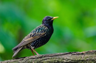European starling perched on a textured branch, iridescent dark plumage with white speckles and an orange beak, against a green bokeh background.