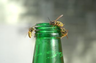 Two yellow-and-black wasps perched on the green bottle cap of a glass bottle, close-up.