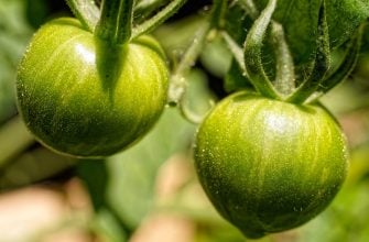 Close-up of small, green tomatoes on the vine with dewdrop-like specks and fuzzy stems in a garden setting.