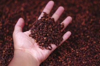 Handful of dark red dried chili peppers with seeds in an open palm, ready for grinding or cooking