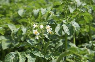 Potato plant with broad green leaves and small white flowers with yellow centers in sunlight.