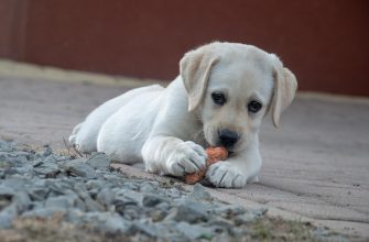 Young yellow Labrador puppy lying on pavement, chewing a bone and looking at the camera with soft eyes.