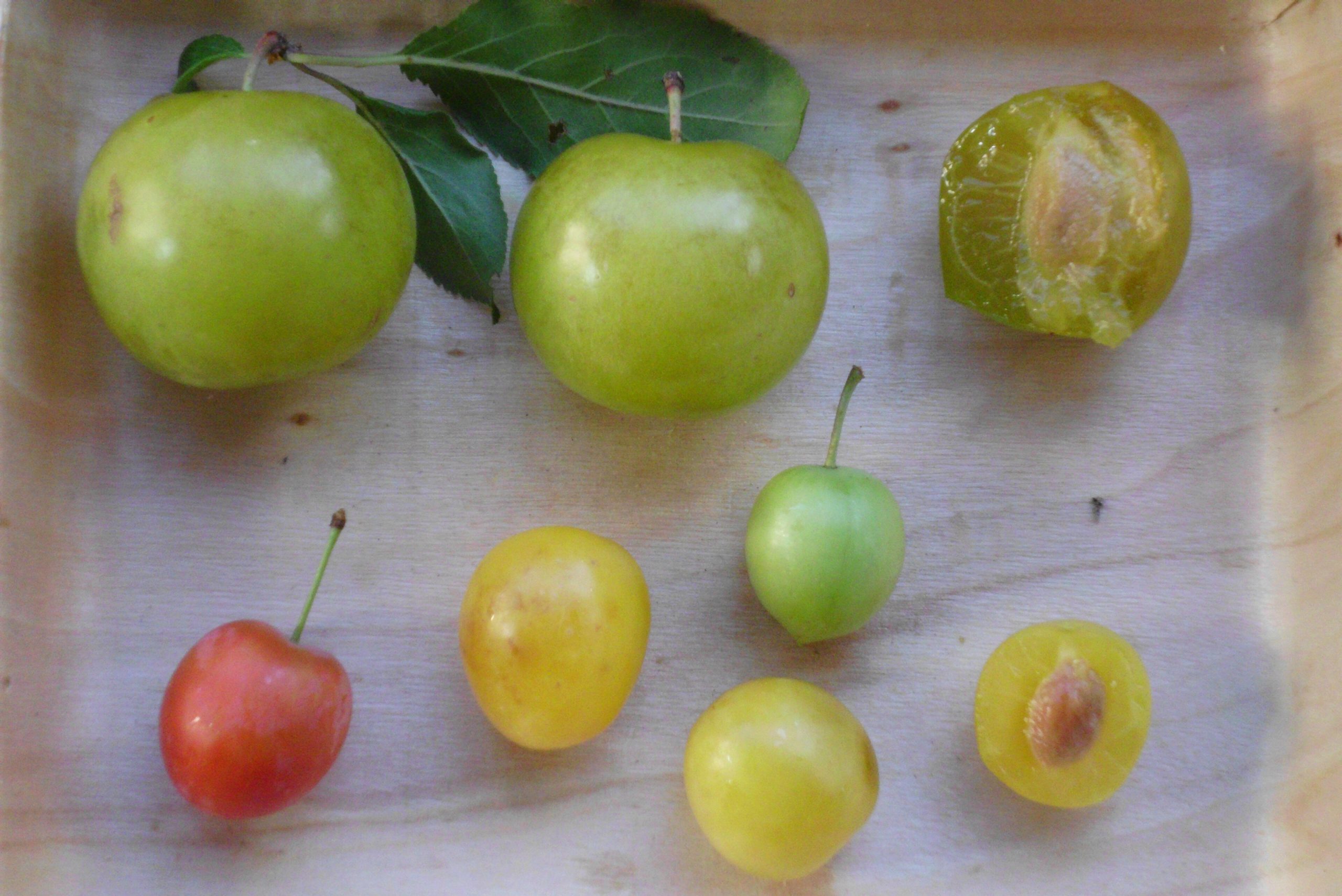 Prunus