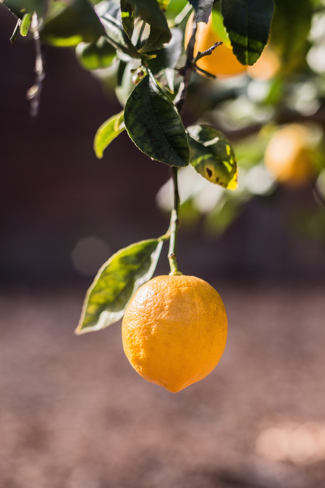 Citron